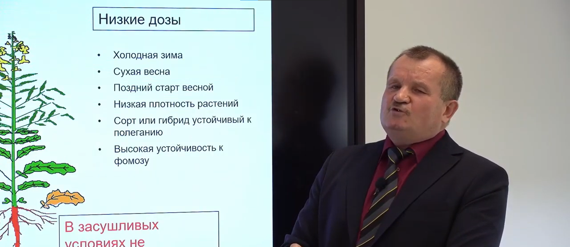 Особенности ухода за озимым рапсом весной