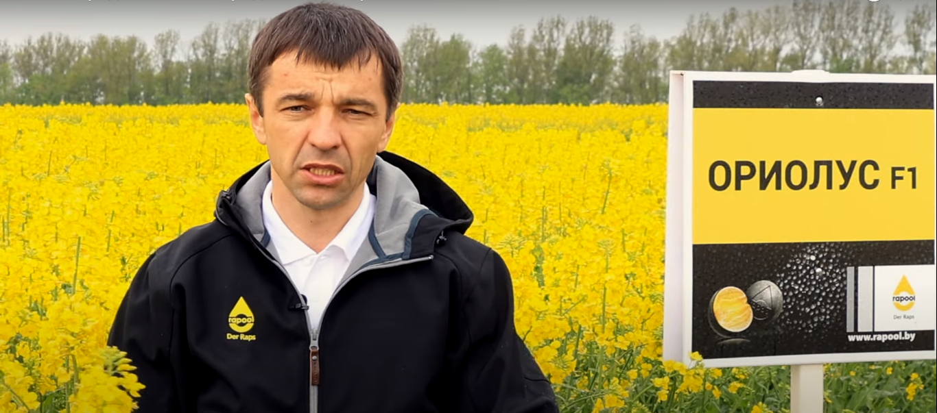 Самые продаваемые гибриды озимого рапса RAPOOL