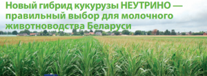 Гибрид кукурузы НЕУТРИНО
