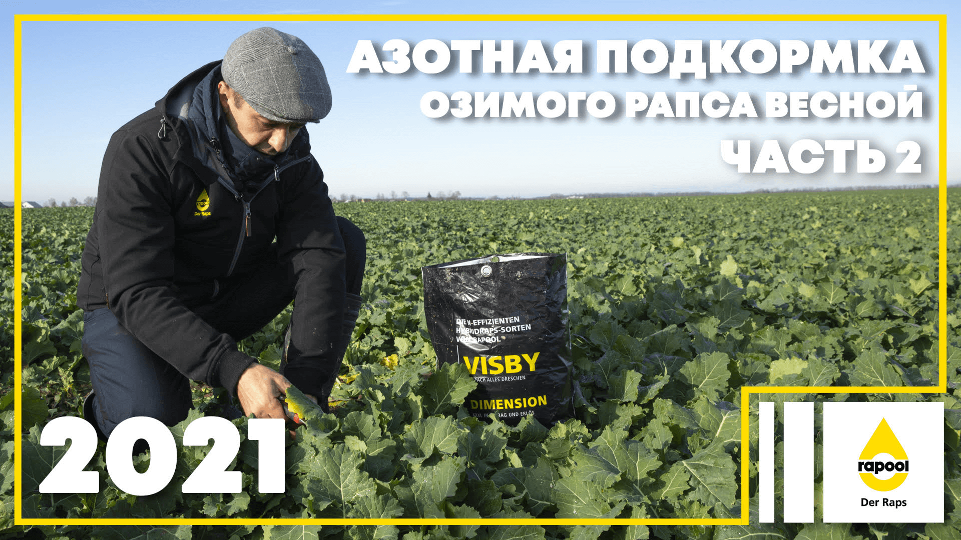 Азотная подкормка озимого рапса весной. Часть 2