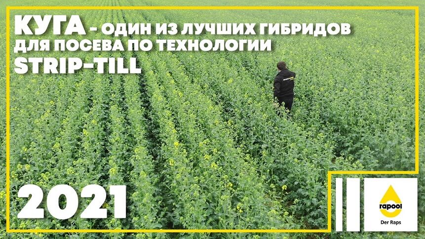 КУГА – один из лучших гибридов для посева по технологии STRIP-TILL