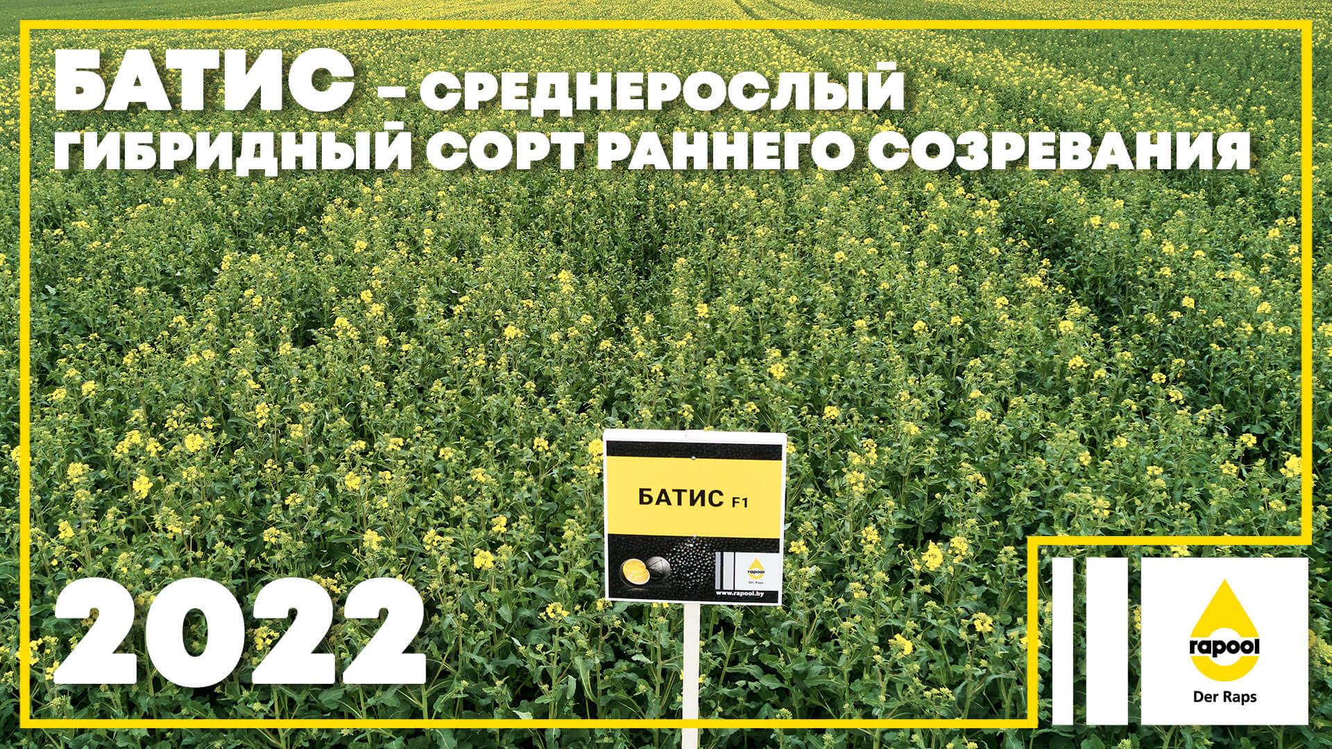 Получил гибридные сорта