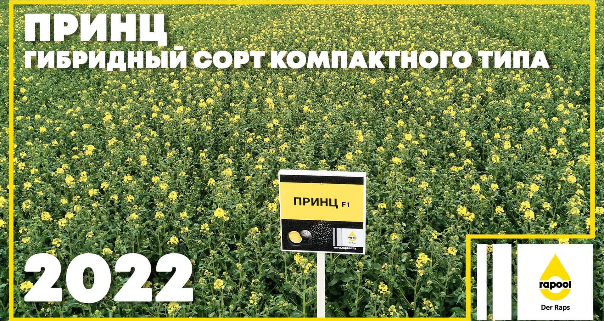 Принц — гибридный сорт компактного типа